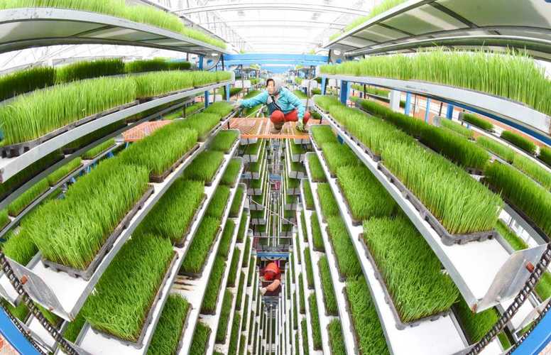 水稻套养高级技术视频，如何高效实现？-图2