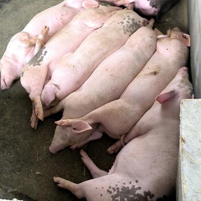 广西土猪哪个品种好养？-图2