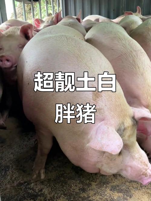 广西土猪哪个品种好养？-图1