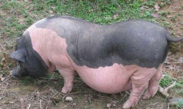 广西土猪哪个品种好养？-图3