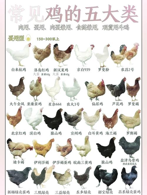 白羽种鸡什么价格行情-图2