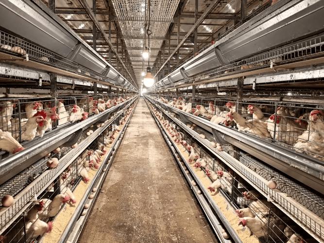 三禽高产高效养殖技术-图2