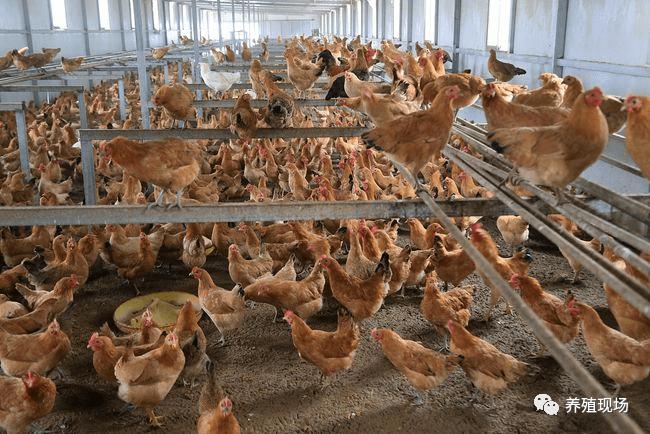 三禽高产高效养殖技术-图3