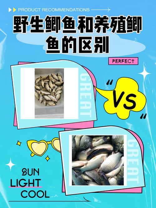 鲫鱼高效养殖技术有哪些关键点？-图1