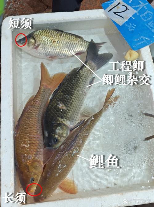 鲫鱼高效养殖技术有哪些关键点？-图3