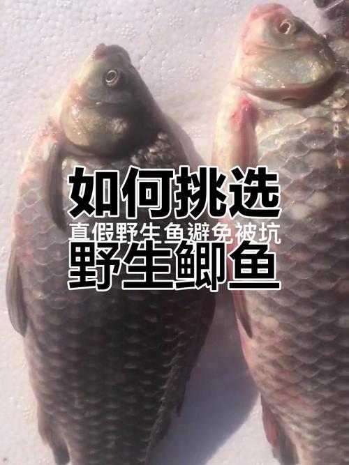 鲫鱼高效养殖技术有哪些关键点？-图2