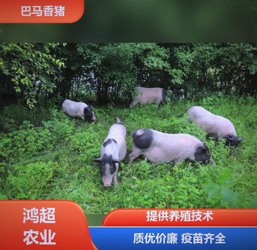 山林放养香猪养殖技术-图2