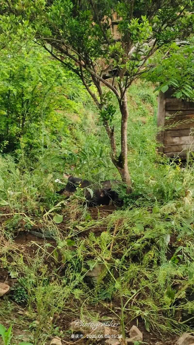 山林放养香猪养殖技术-图1