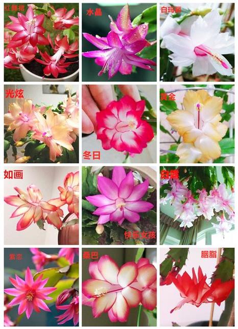 蟹爪兰图片对应的品种-图2