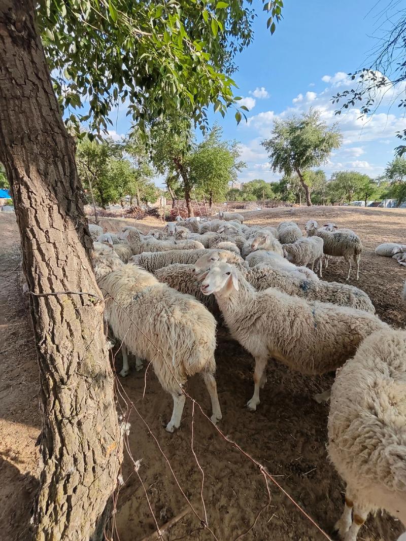 牛羊杂交能生出什么品种？-图1