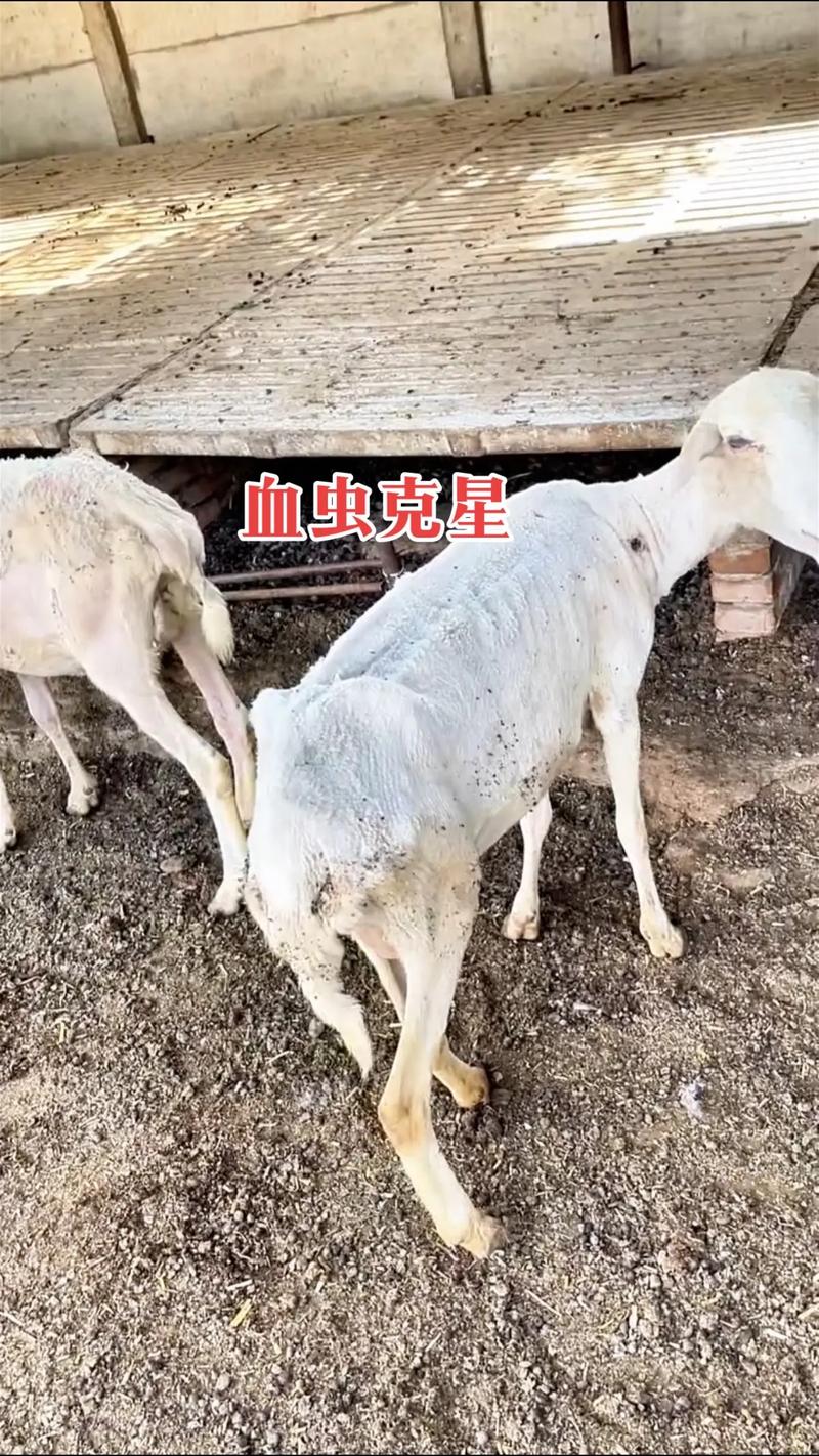 牛羊杂交能生出什么品种？-图3