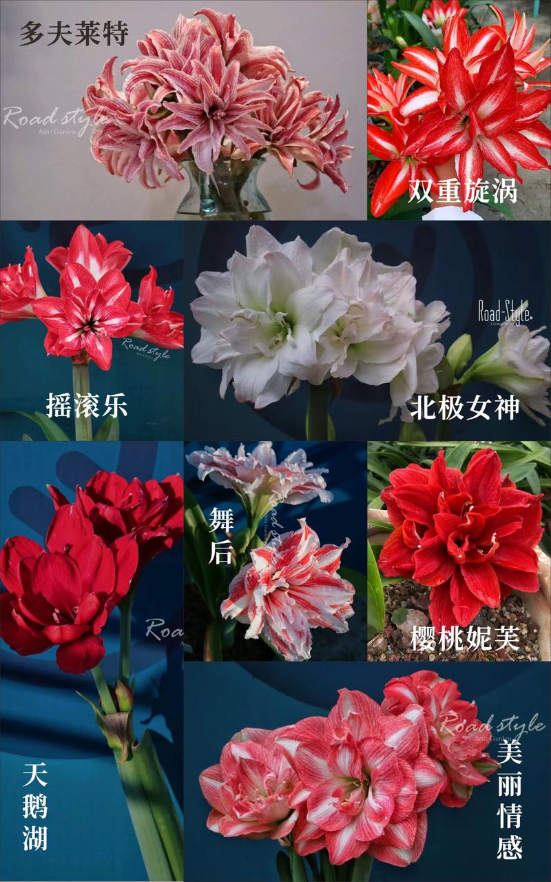 哪里能买到优质株顶红？-图1