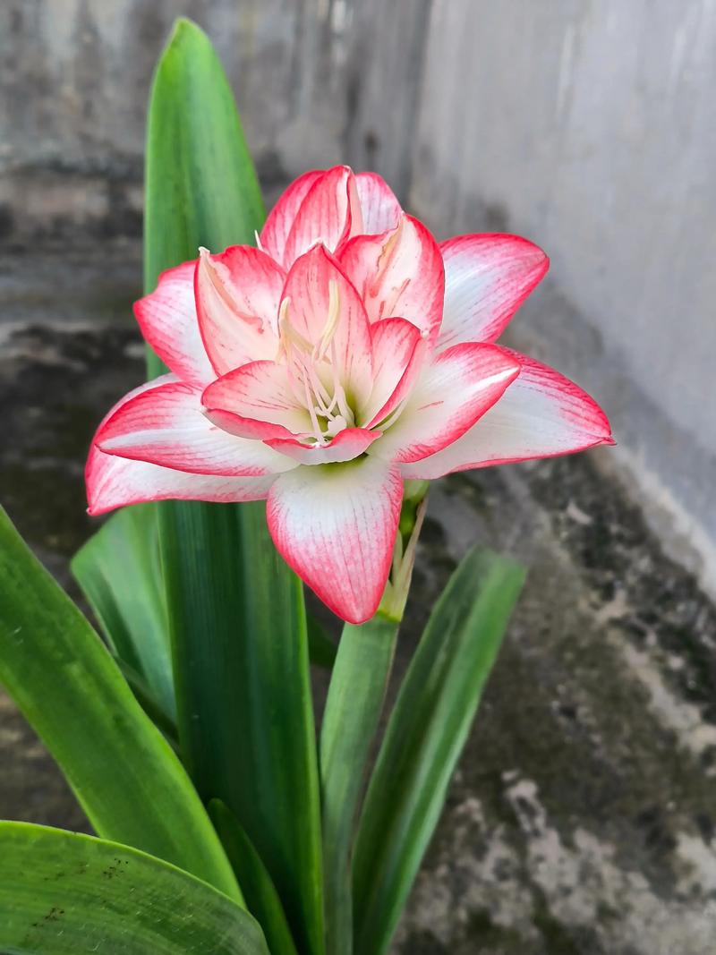 哪里能买到优质株顶红？-图2