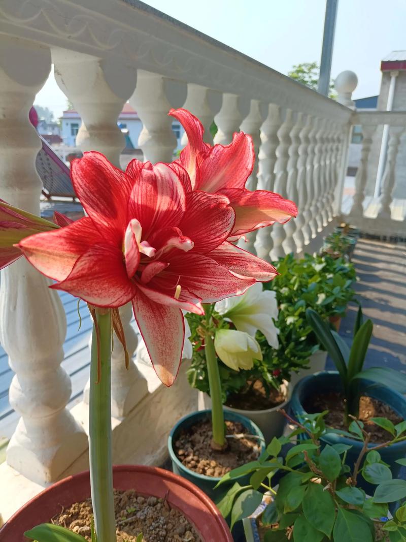 哪里能买到优质株顶红？-图3