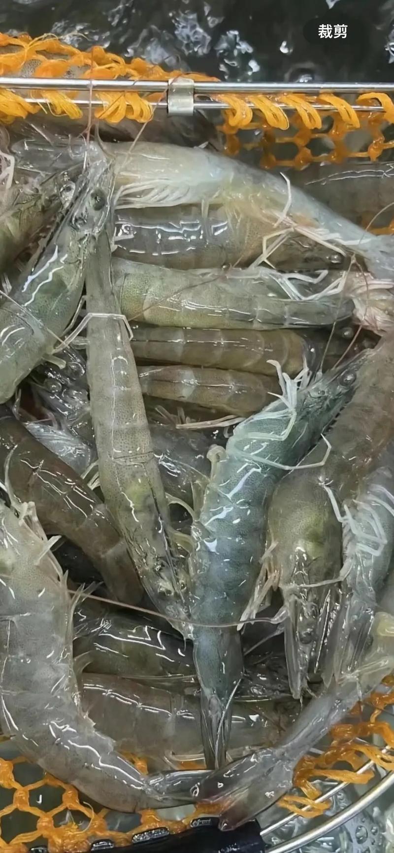 活虾的品种及图片大全-图3