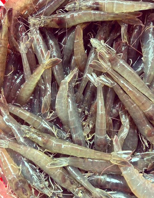 活虾的品种及图片大全-图2