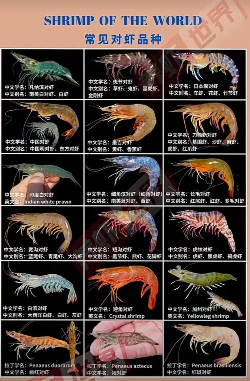 活虾的品种及图片大全-图1