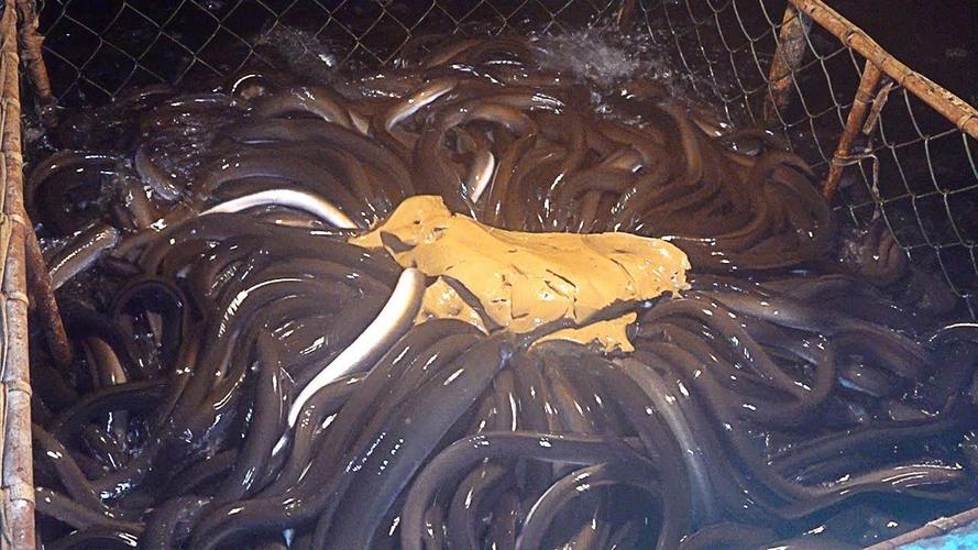 鳗鱼烂鳃怎么办？养殖户如何高效处理？-图3