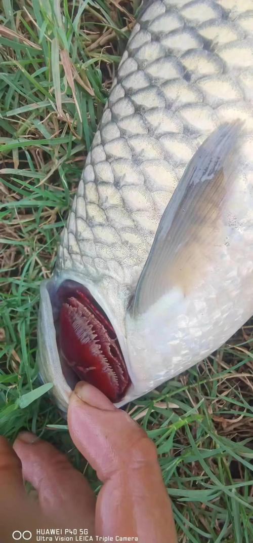 鳗鱼烂鳃怎么办？养殖户如何高效处理？-图2