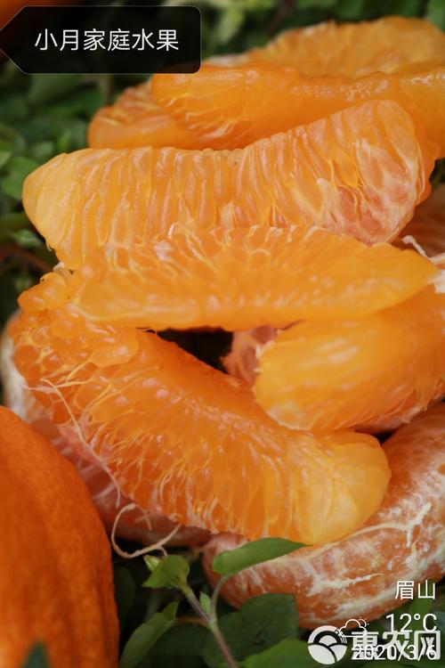 不知火行情价格现在是多少？-图1