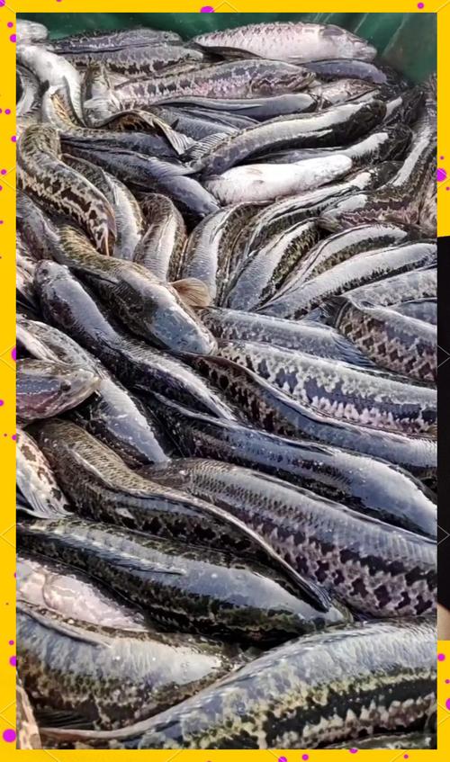 东北大棚黑鱼养殖技术有哪些关键要点？-图1