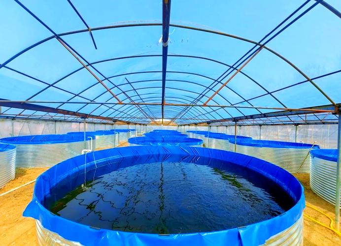 东北大棚黑鱼养殖技术有哪些关键要点？-图2