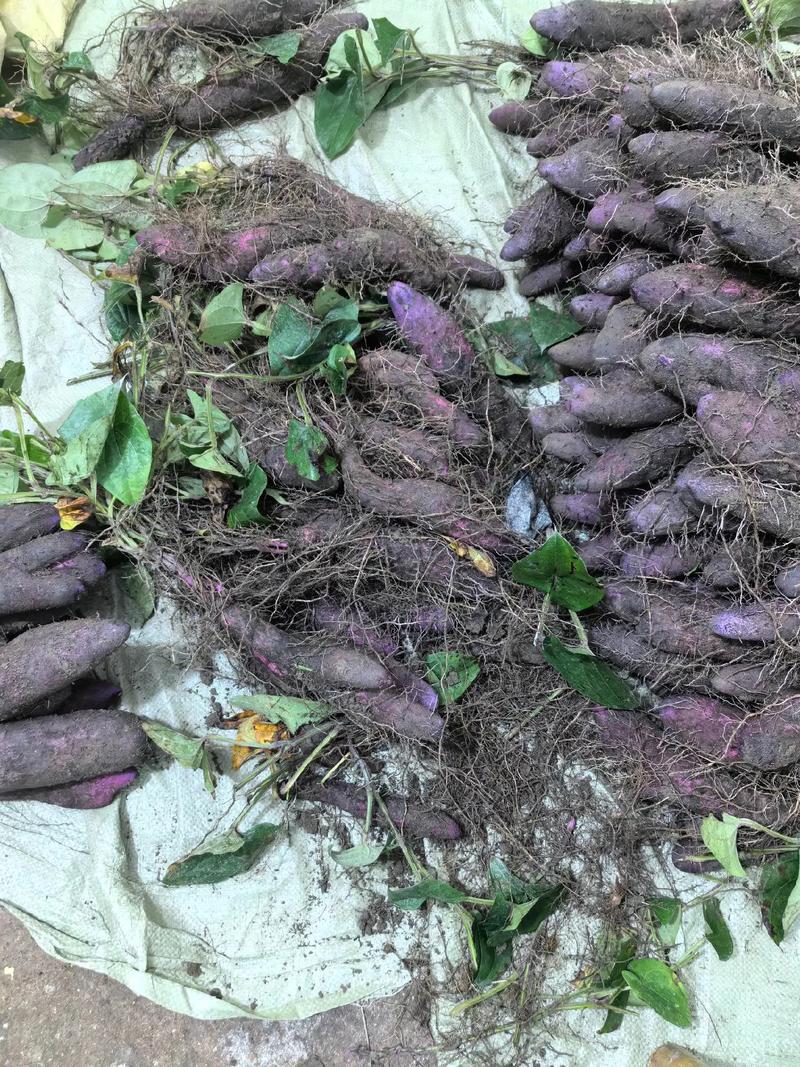 紫玉山药种植技术视频有哪些关键要点？-图1