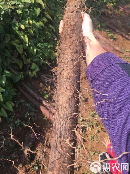 紫玉山药种植技术视频有哪些关键要点？-图3