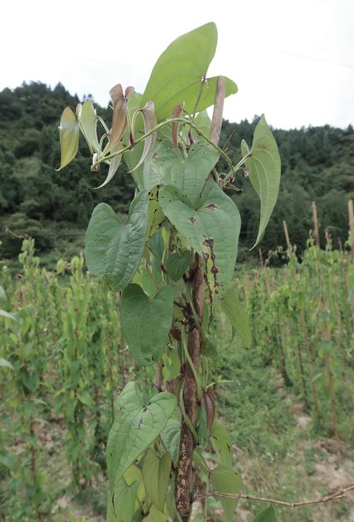 紫玉山药种植技术视频有哪些关键要点？-图2