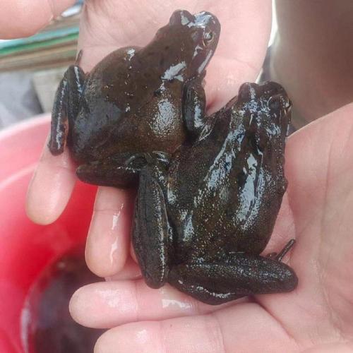 特种养殖品种大全林蛙-图3