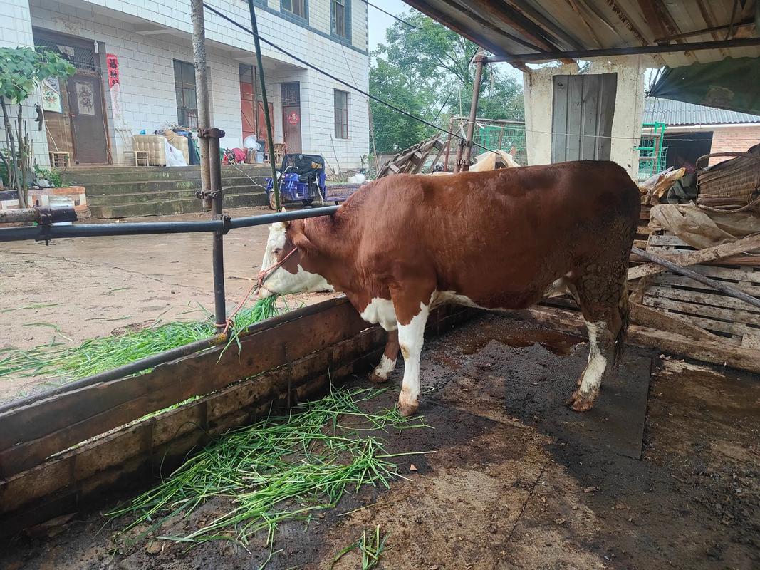 什么是西门塔尔品种牛-图3