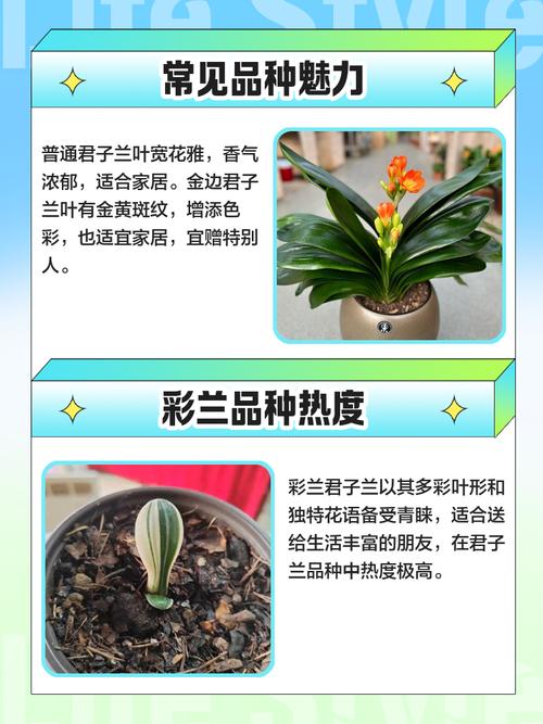 君子兰有哪些常见品种？-图1