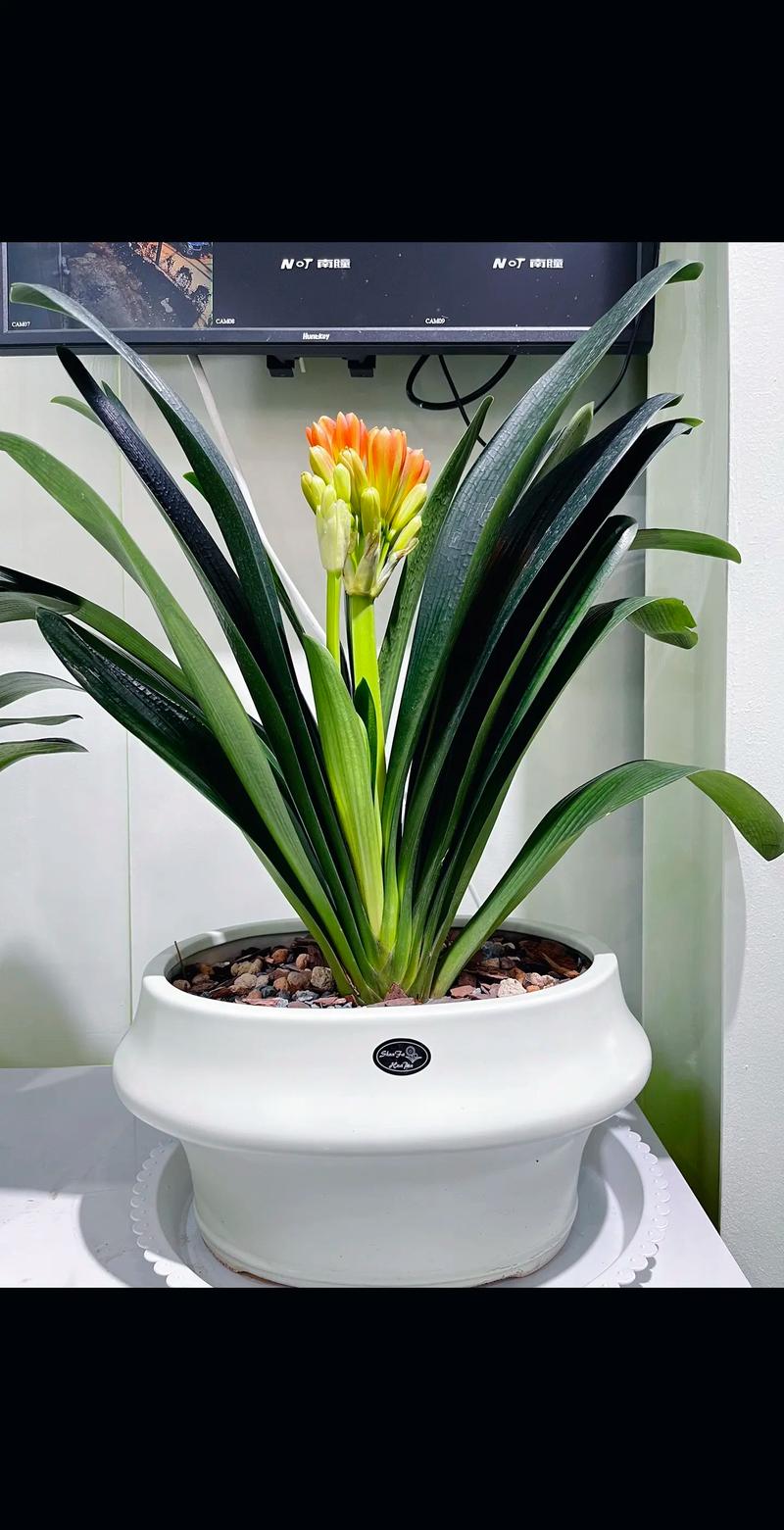 君子兰有哪些常见品种？-图2