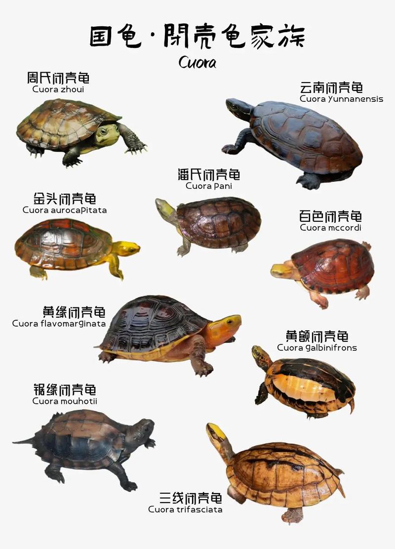 最有发展潜力的龟品种-图2