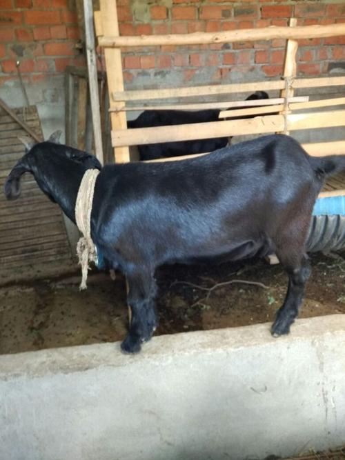 什么山羊品种价格最高？-图2