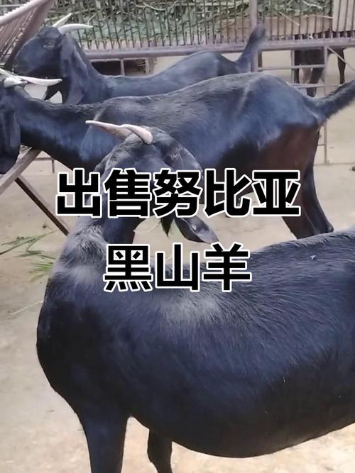 什么山羊品种价格最高？-图1