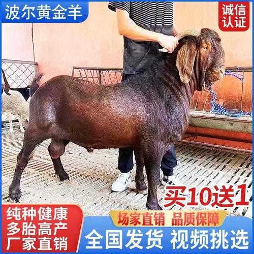 什么山羊品种价格最高？-图3