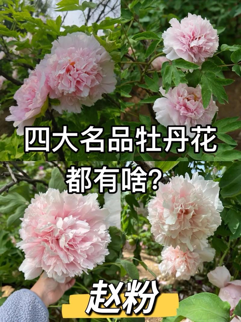 名贵牡丹花有哪些品种-图1