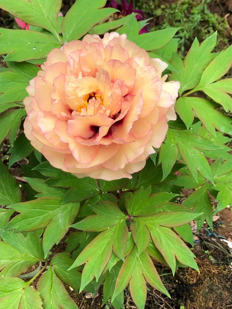 名贵牡丹花有哪些品种-图3