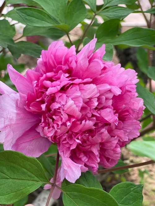 名贵牡丹花有哪些品种-图2