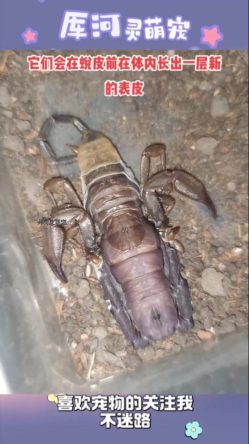 蝎子蜕皮技术处理视频-图3