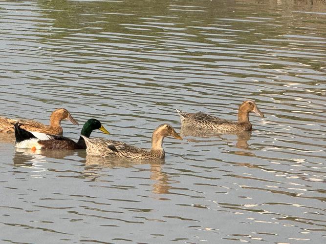 散养的鸭子有那些品种-图2