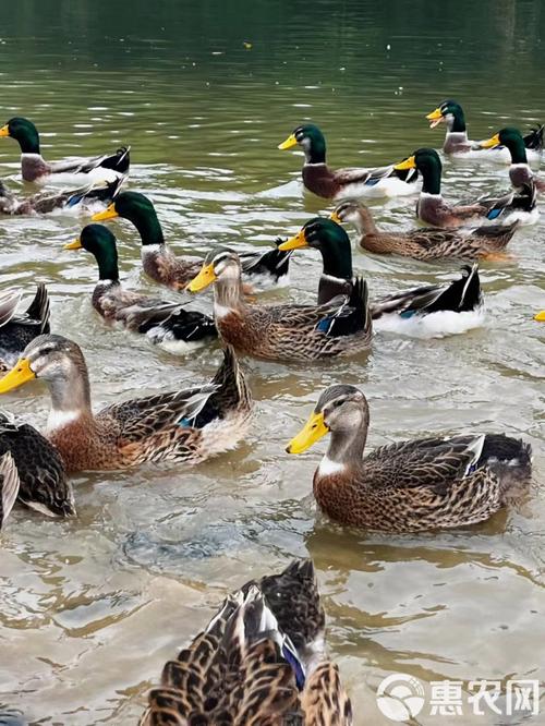 散养的鸭子有那些品种-图3