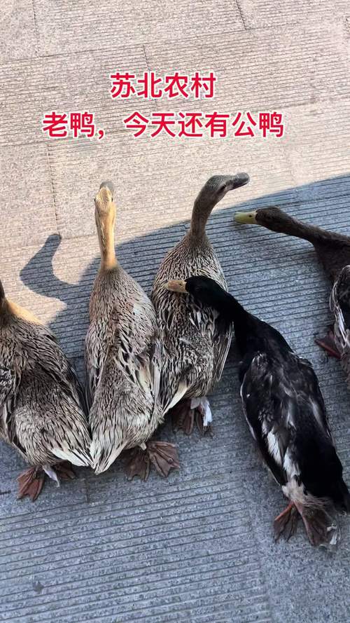 散养的鸭子有那些品种-图1