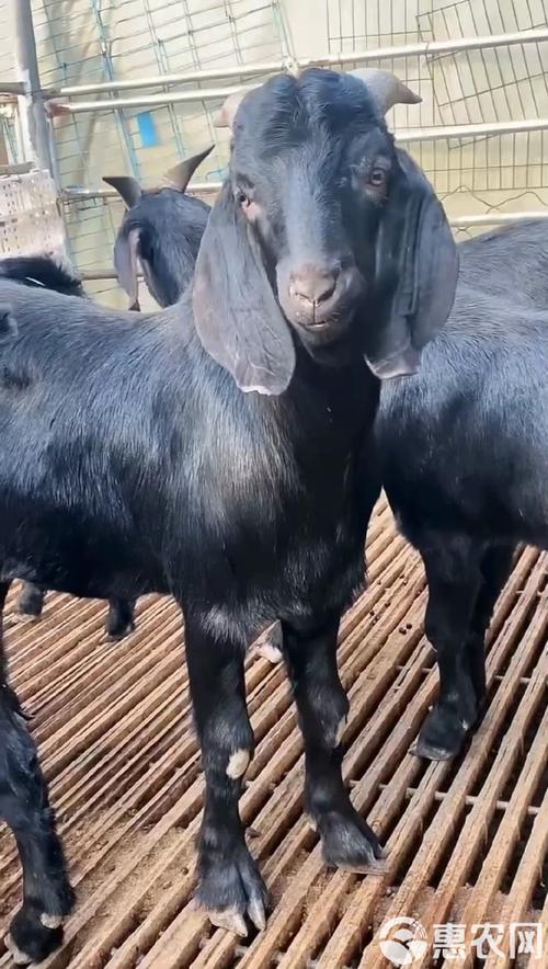 黑山羊哪个品种长得快-图3