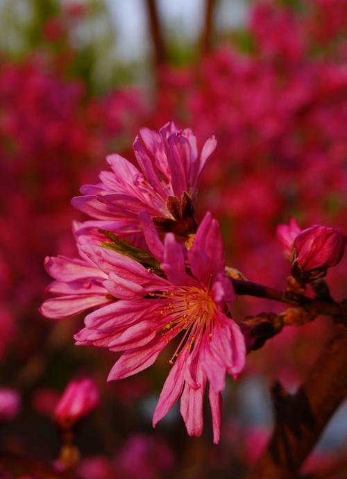 单瓣桃花有哪些常见品种？-图3