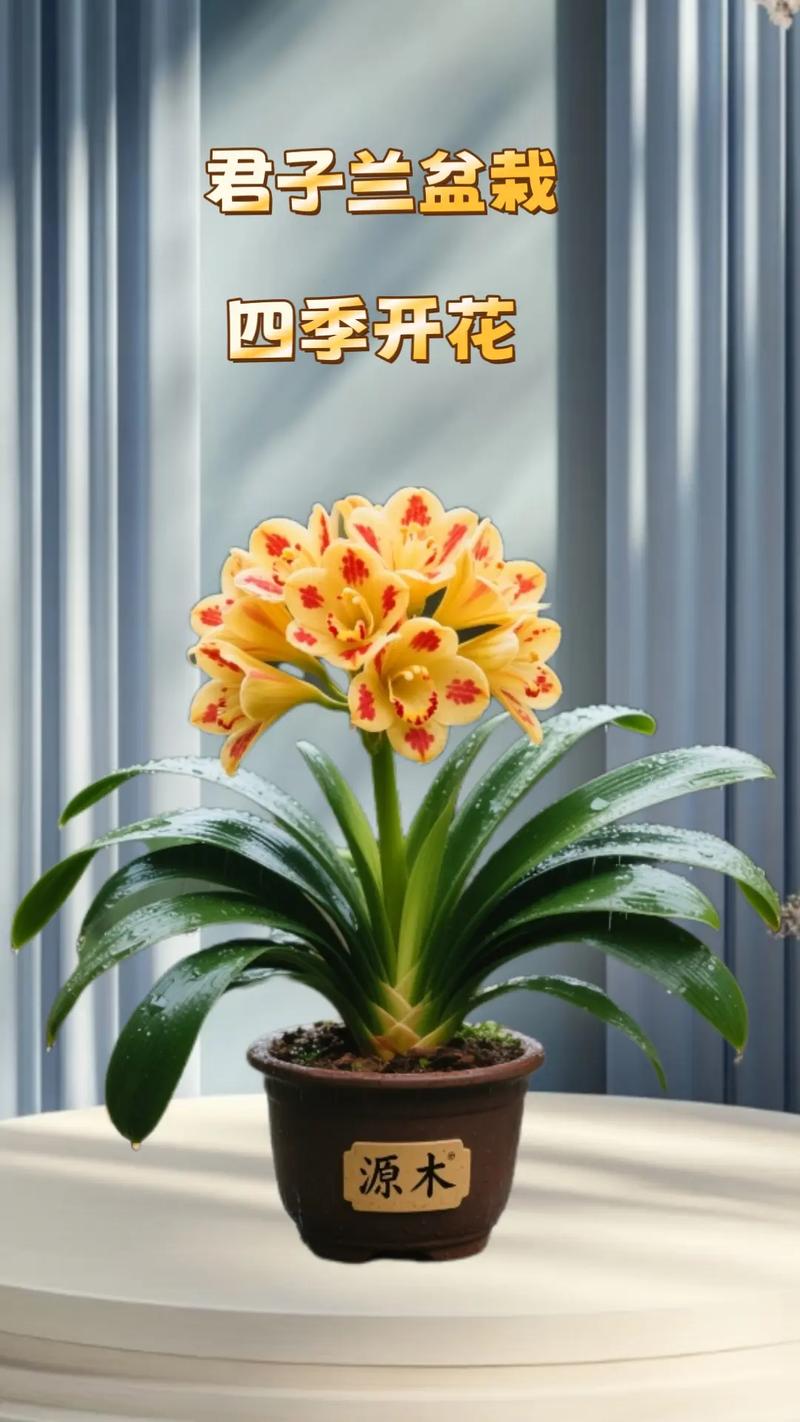 种哪种君子兰品种最好-图2