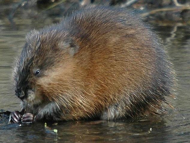 江苏麝香鼠种苗的价格-图2