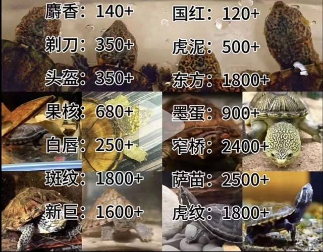 江苏麝香鼠种苗的价格-图1