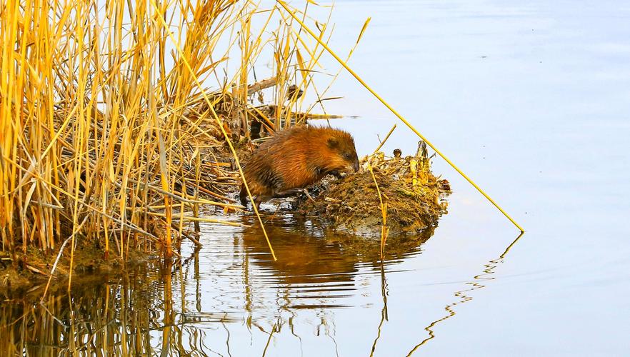 江苏麝香鼠种苗的价格-图3